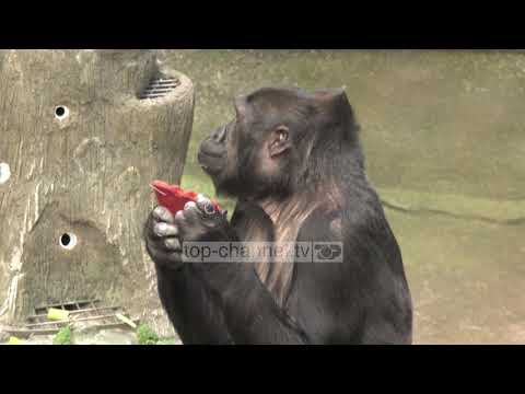 Video: Një udhëzues për kopshtin zoologjik Brookfield të Çikagolandit