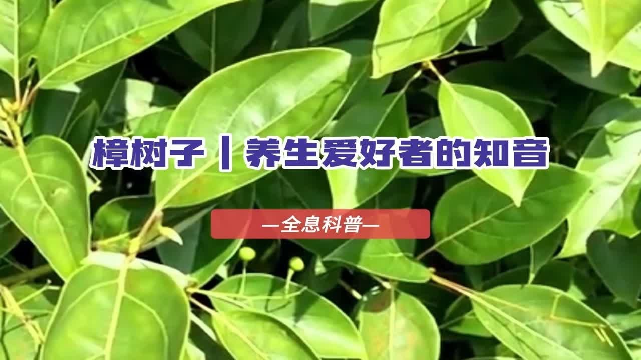 樟树子,养生爱好者的知音 - YouTube