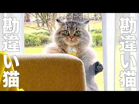 The Delusional Cat [Voiceover]