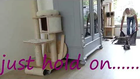 Video 11069321: bengal cat playing, home bengal, bengals game