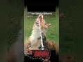 𝒈𝒂𝒕𝒐𝒔 𝒆 𝒄𝒂𝒄𝒉𝒐𝒓𝒓𝒐𝒔 🤣🤣#𝒎𝒆𝒎𝒆