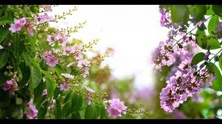 NẮNG CHIỀU - Thế Sơn (ca sỹ thể hiện thành công nhất)