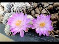 Mammillaria theresae  picous vido 854  2022