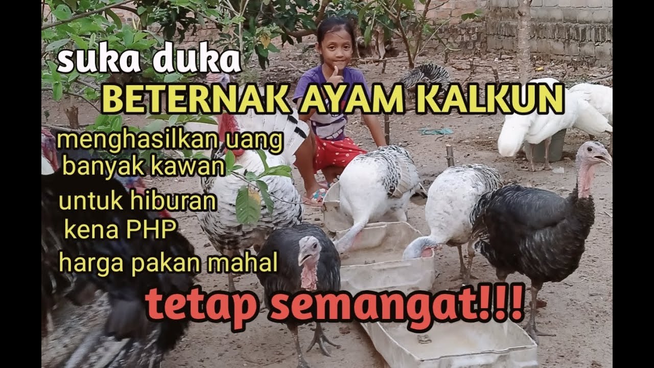 SUKA DUKA BETERNAK AYAM KALKUN