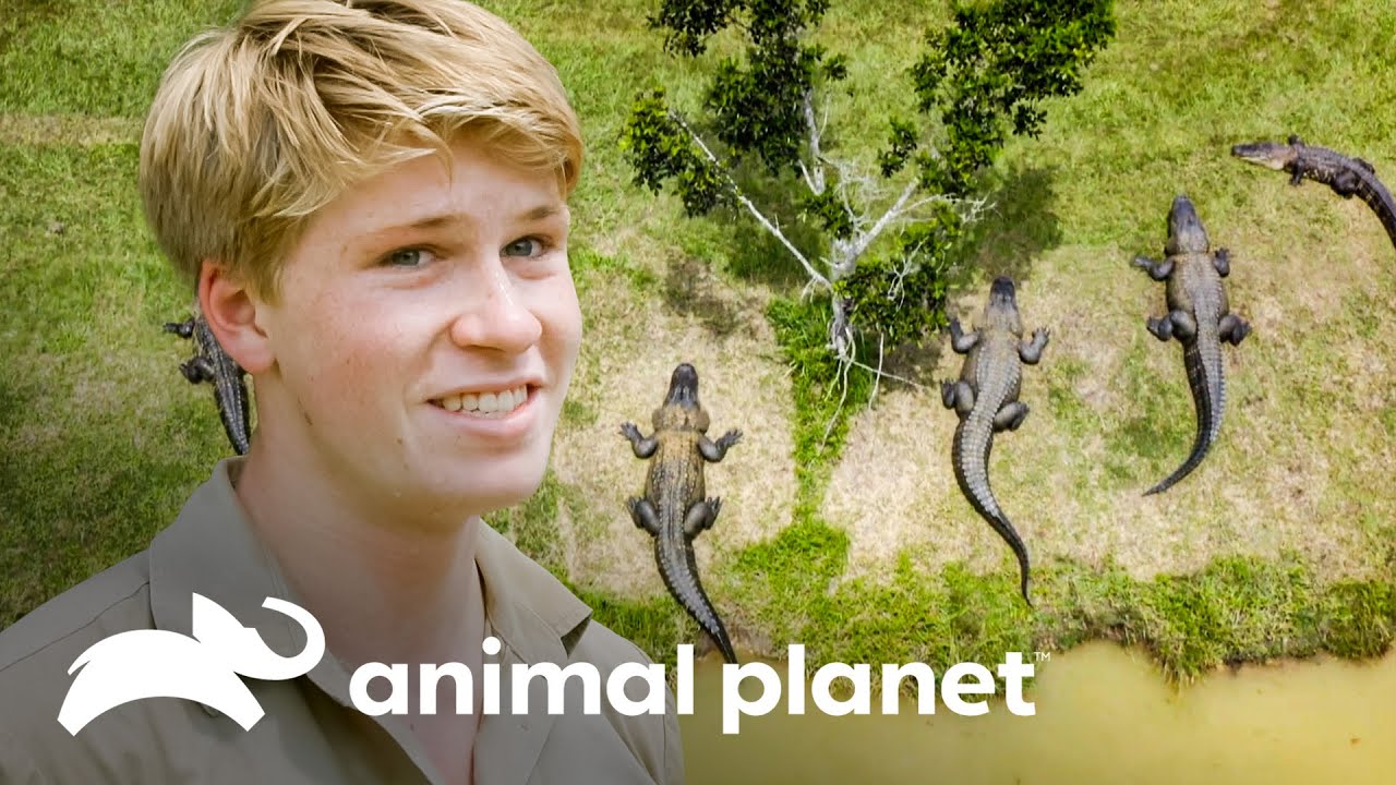 ⁣Transporte de dez jacarés enormes | A Família Irwin | Animal Planet Brasil