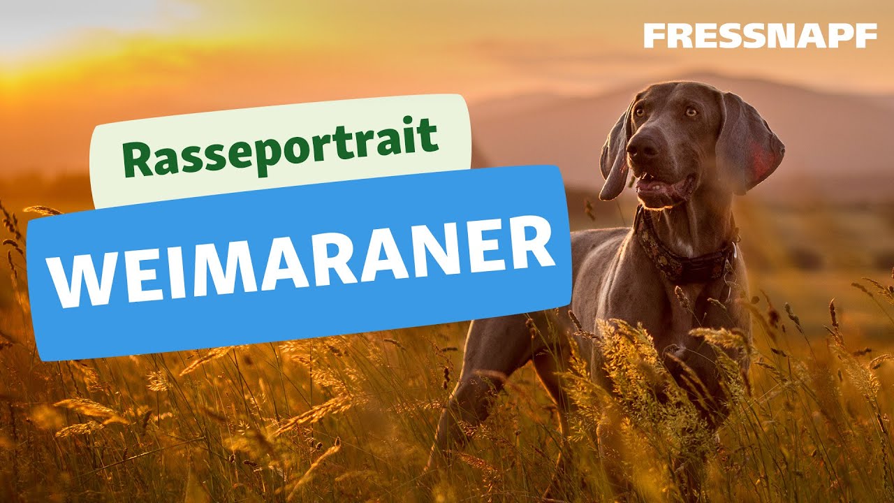 6) Deutsch-Langhaar (Deutsche Vorstehhunde) - 💡 Wissen für deine Jagdprüfung