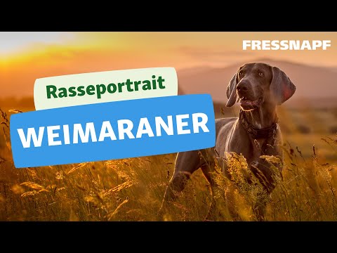 Video: Was ist der Unterschied zwischen einem Labrador und einem Weimaraner?
