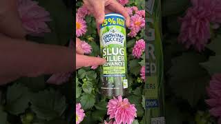 How to Protect Dahlias from Slugs | Organic Slug Control Tips 🌸🐌