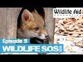 Wildlife SOS Online - Episode 9