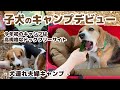 【キャンプ】子犬のキャンプデビューは高規格なドッグフリーサイトへ -犬連れ夫婦キャンプ-