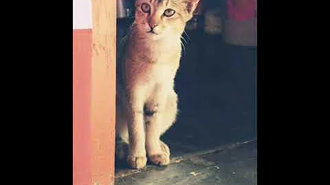Watch the video about Baby neo too cute Abyssinian kitiy
