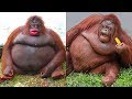 10 Fattest Animals in the World