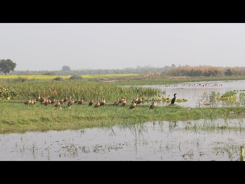 ভিডিও: একটি পুরুষ মুরহেনকে কী বলা হয়?