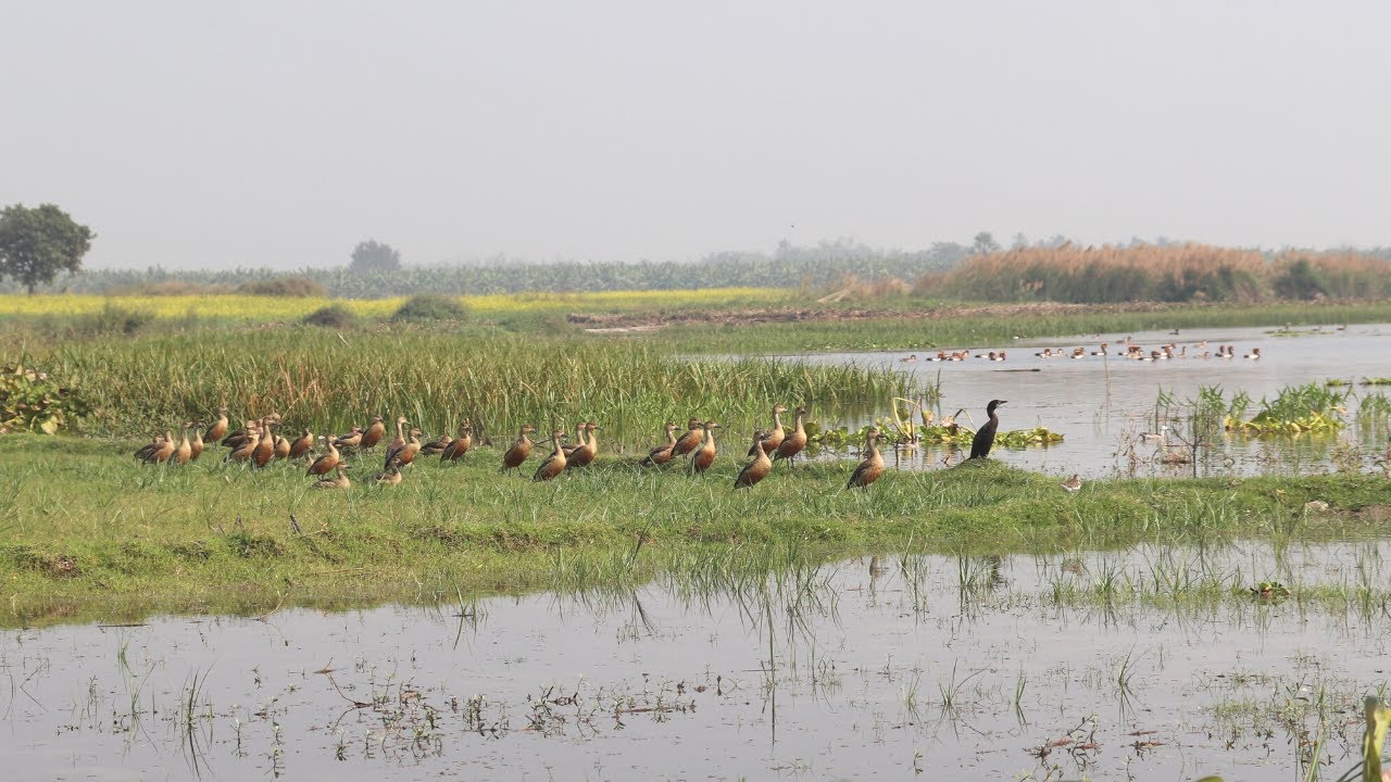Birdwatching from Boat 🛶 Unique Experience at Purbasthali 🦅 Birdwatch India
