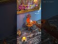 🛕🪔My kind of therapy🧿🌸 #diml #minivlog #shorts #tamil