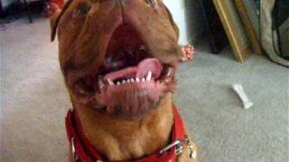 Dogue De Bordeaux chewing recycle-ables! by naturepeaceluv1 1,670 views 13 years ago 2 minutes, 13 seconds