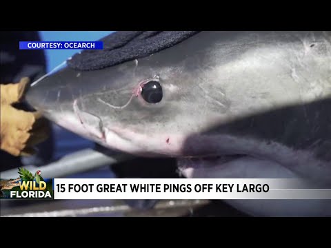 Video: A Rare Deep Sea Shark Was Thrown Onto The Beach Of The Philippines. Residents Associated This With The Coming Big Disasters - Alternative View