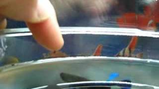 Why You Should Not Keep a Betta Fish in a Bowl - PetHelpful