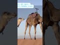 يقول ابن القيم رحمه الله خلق الله الملائكة عقولا بلا شهوةوخلق البهائم شهوة بلا عقول 
