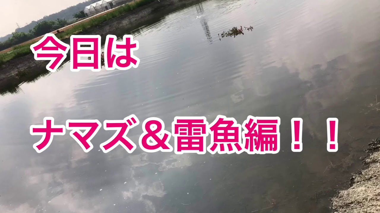 寄居フィッシングナマズ 雷魚 Youtube 寄居フィッシングナマズ 雷魚 Youtube
