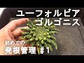 初めてのユーフォルビア・ゴルゴニス発根管理① 植付け