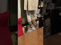 つかまり立ち猫#shorts〜ペルシャ猫 #cat #猫のいる暮らし #猫好きさんと繋がりたい
