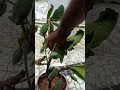 2 Methods To Grow Almonds Tree At Home ब द म घर पर उग न क तर क 