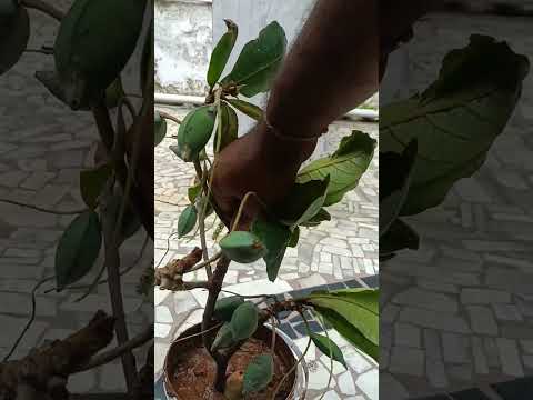2 Methods To Grow Almonds Tree At Home ब द म घर पर उग न क तर क 