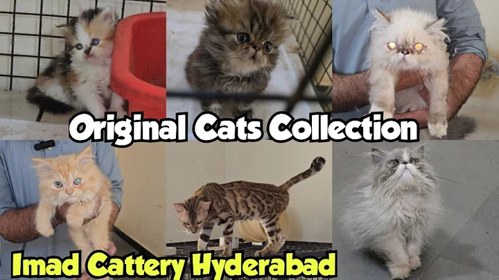 Watch the video about Extreme Punch Face Persian & Bangal Kittens & Cats Available At Imad Cattery | Hyderabad