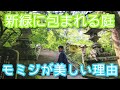 緑豊かな大雄山最乗寺で植物巡り(2026年5月)🌳🌲