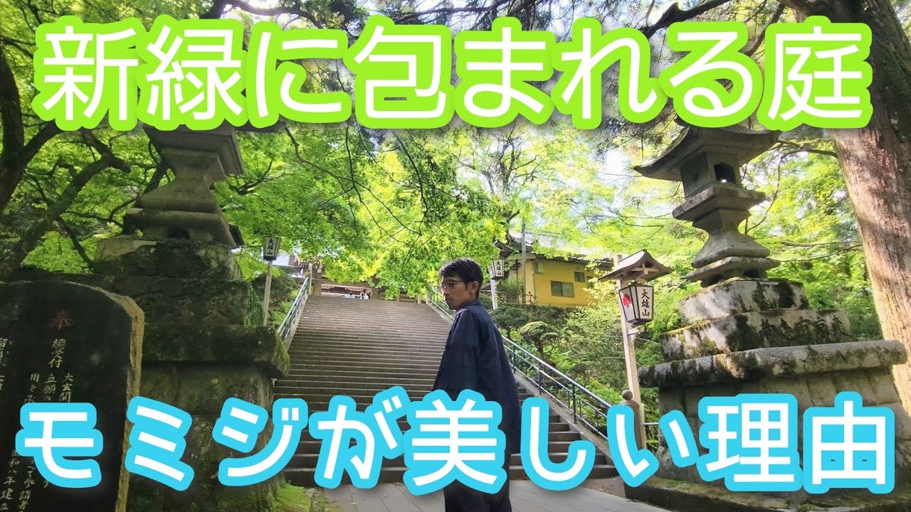 緑豊かな大雄山最乗寺で植物巡り(2026年5月)🌳🌲