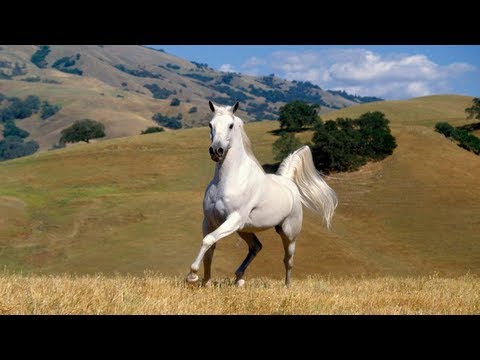 League of Legends : Horse Rap