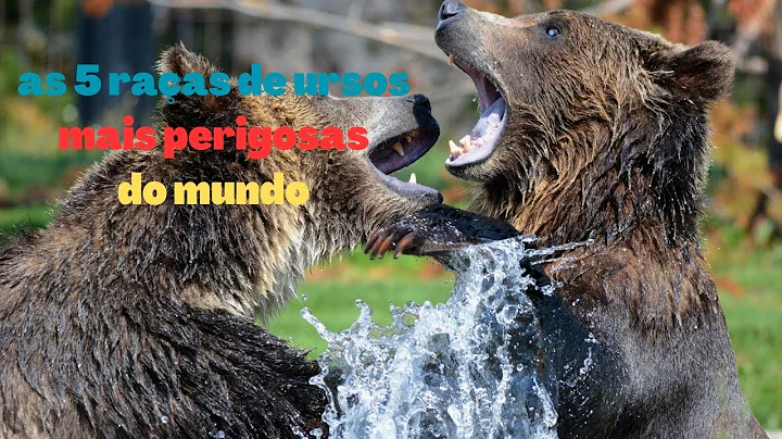 as 5 raças de ursos mais perigosas do mundo
