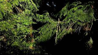 Cedar Fronds Golden Light Of Afternoon