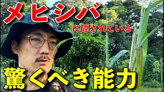 酷暑に強い圧倒的繁殖力！最強の夏雑草メヒシバの特徴と付き合い方について『字幕設定有り』