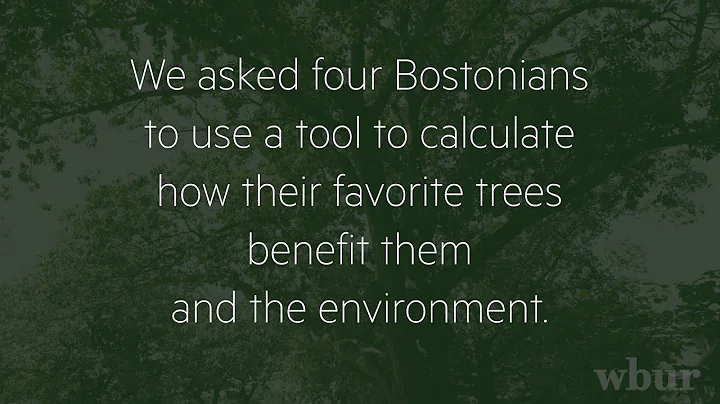 Four Bostonians Taking Care of Local Trees