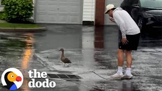 mama duck leads couple her babies trapped underground dodo