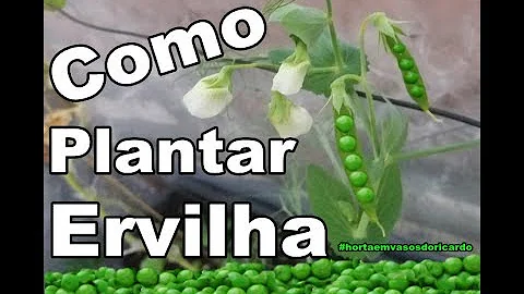 Como plantar ervilha na horta?