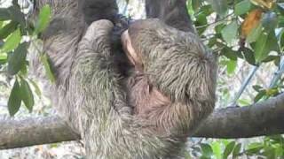 Baby Sloth Actual Live Birth at the Monkey House in Manuel Antonio, Costa Rica.m4v