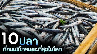 10 ชนิดปลาที่คนบริโภคเยอะที่สุดในโลก