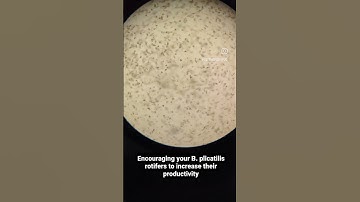 Rotifer encouragement