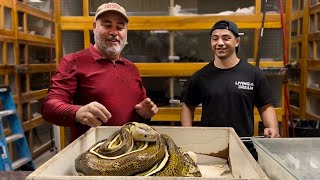 Giant Reticulated Python Lays Eggs! *CRAZY GENETICS*