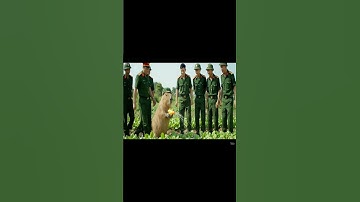 Cách Capy tưới rau trong quân ngũ #ongbavaboss