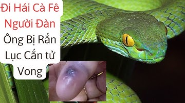 Rắn Lục Đuôi Đỏ - Cắn Người Đàn Ông Tử Vong Khi Đi Hái Cà Fê