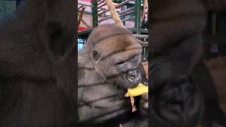 Gorillas Aren't Very Fussy Eaters And Don't Leave Much Food Waste! #Gorilla #Eating #Banana #Asmr