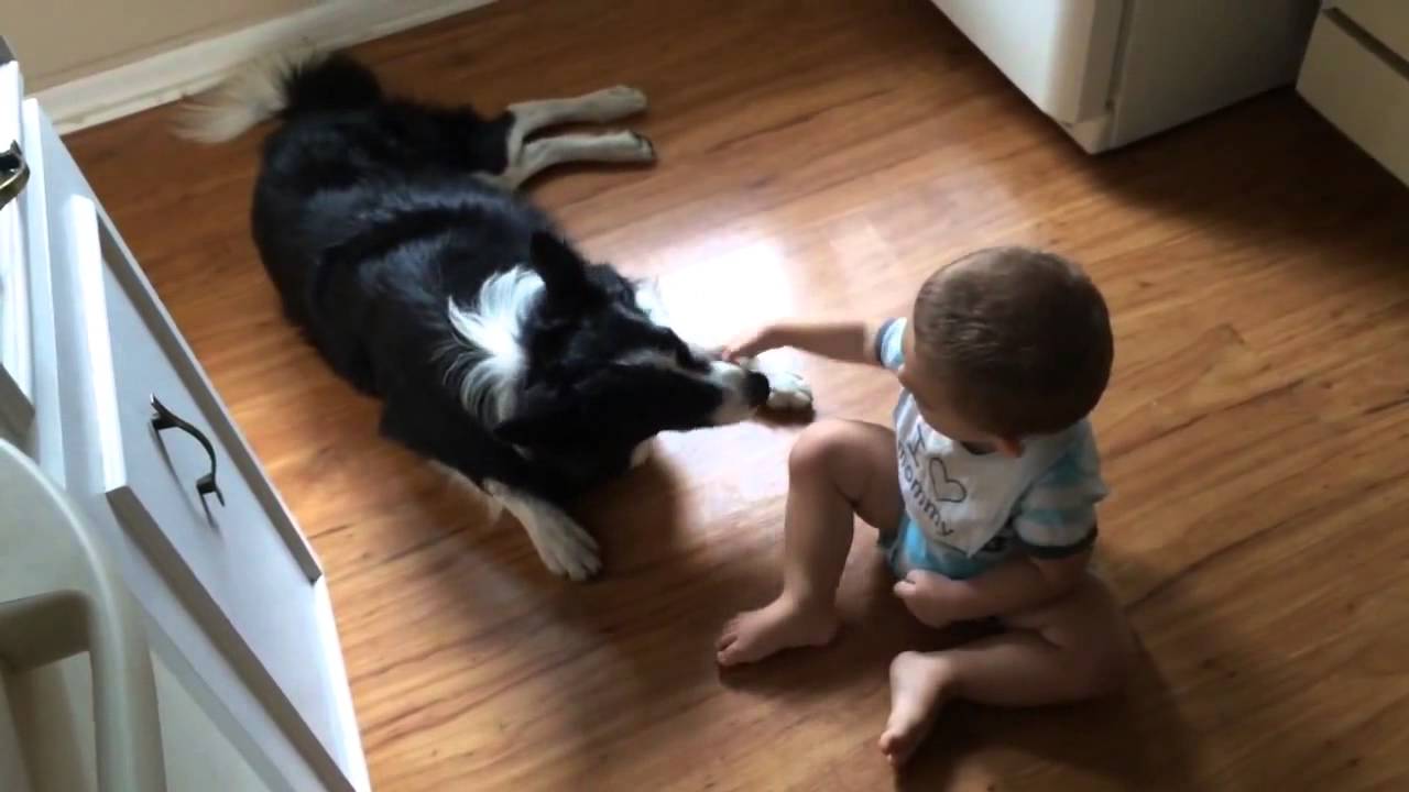 Cute Baby Plays With Gentle Beautiful Dog Sweet Baby and Dog Video