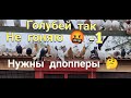 Голуби выборочно не гоняю нужны(дропперы) I do not need to drive pigeons (droppers)