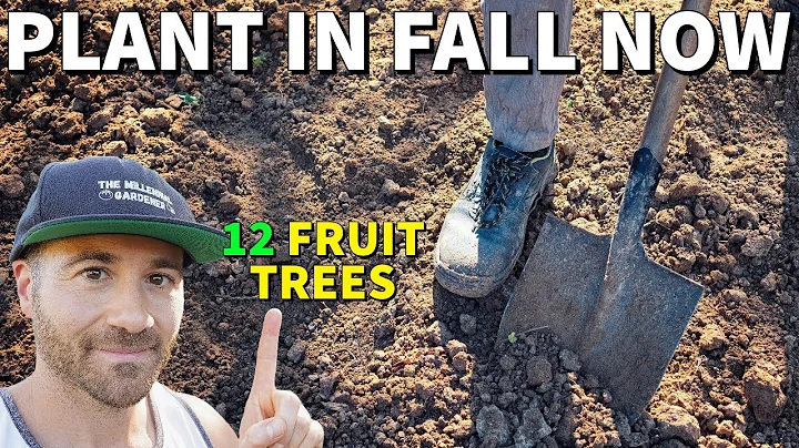 Don't Wait For Spring! These 12 Fruit Trees Should Be Planted In Fall NOW! - DayDayNews