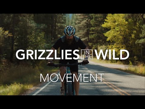 Grizzlies in the Wild | Movement
