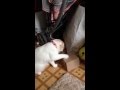 猫の貯金箱で遊ぶスコティッシュフォールドの子猫 みるきぃ☆Part1